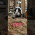 モルモット出社しました! Guinea pigs rush #shorts(YouTube)