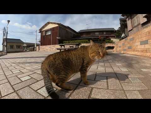 口喧嘩をする猫達を仲裁したらキジトラ猫に嫌われた(YouTube)