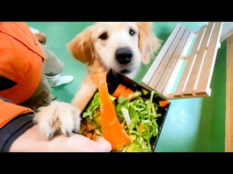 犬におせちあげたら大波乱なったwww(YouTube)