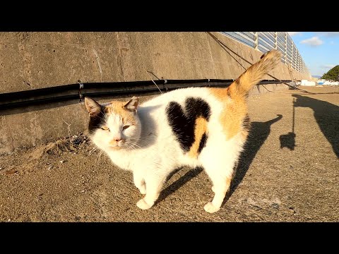 新年早々、体にハート模様がある三毛猫ちゃんに出会えた(YouTube)