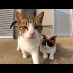 タヌキ猫をモフっていたら、無邪気なキジシロ猫が割り込んできた(YouTube)