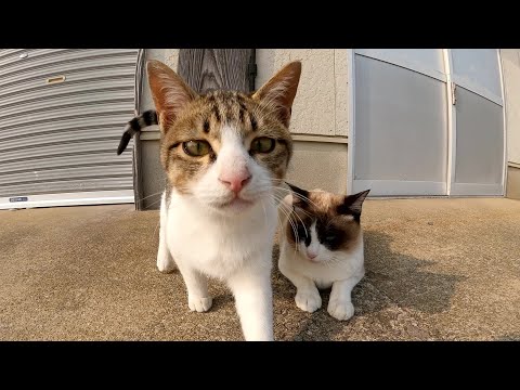 タヌキ猫をモフっていたら、無邪気なキジシロ猫が割り込んできた(YouTube)