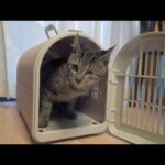 片目の保護猫、生後約６ヶ月で去勢されるも・・(YouTube)