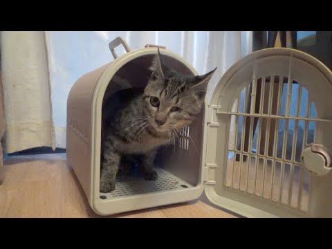 片目の保護猫、生後約６ヶ月で去勢されるも・・(YouTube)