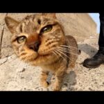 無邪気にじゃれついてくるキジトラ猫をモフると大人しくなった(YouTube)