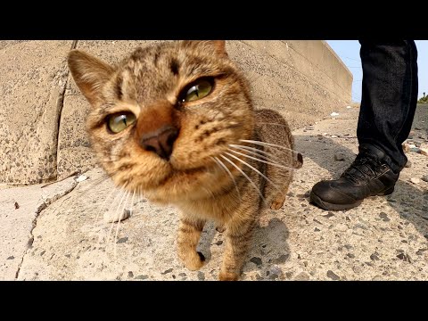 無邪気にじゃれついてくるキジトラ猫をモフると大人しくなった(YouTube)