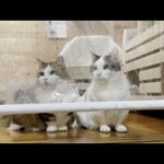 猫は得体の知れない穴は通らない？(YouTube)