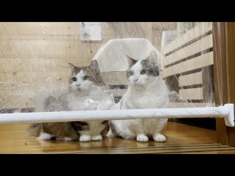 猫は得体の知れない穴は通らない？(YouTube)