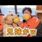 兄妹！？ってくらい深い仲の二匹w(YouTube)