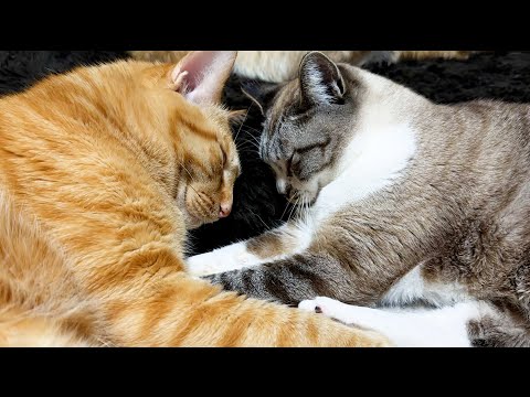 犬と同じくらい冬でも元気だと思っていたら猫はやっぱり猫だった…笑(YouTube)