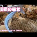 保護猫達の幸せ　What makes cats happy(YouTube)