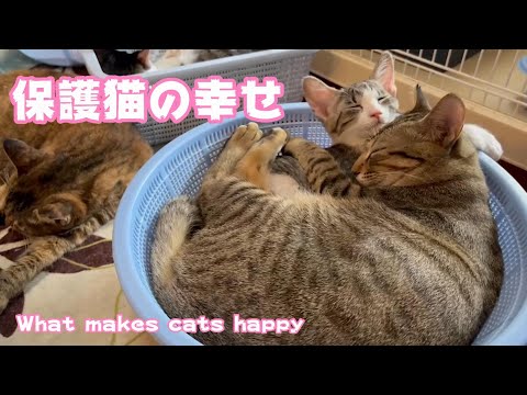 保護猫達の幸せ　What makes cats happy(YouTube)