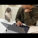 弟の仕事のジャマをしてついに怒られちゃった猫の反応がかわいすぎた…(YouTube)