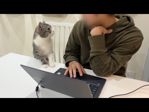 弟の仕事のジャマをしてついに怒られちゃった猫の反応がかわいすぎた…(YouTube)