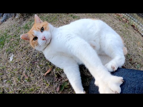 キジ猫をモフっていたら丸々と太った茶シロ猫が乱入してきた(YouTube)