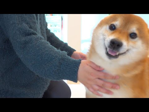 お土産を期待して必死になりすぎる柴犬が可愛すぎた。(YouTube)