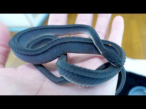 ドラゴンスネークと呼ばれる厨二病な珍蛇を飼い始めました(YouTube)