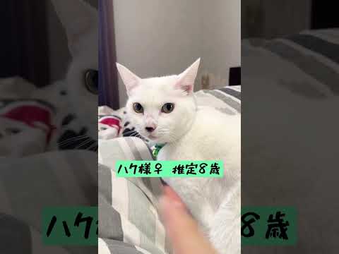 実家ボス猫の強パンチラッシュ👊 #shorts(YouTube)