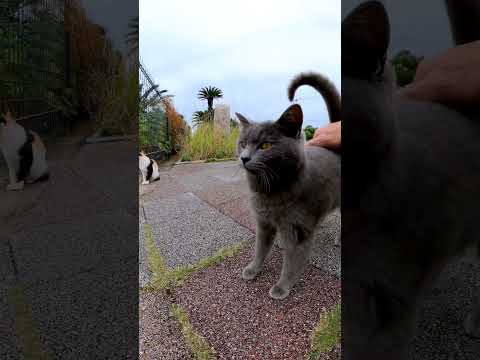 グレーの野良猫がモフられにきた(YouTube)