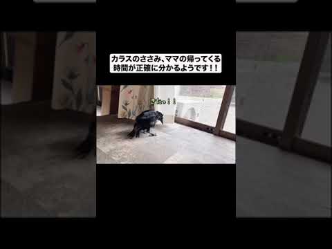 やっぱり賢かったカラスのささみ#shorts(YouTube)