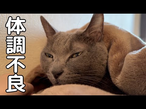 ハムちゃんが体調不良なので病院へ行きます…！(YouTube)
