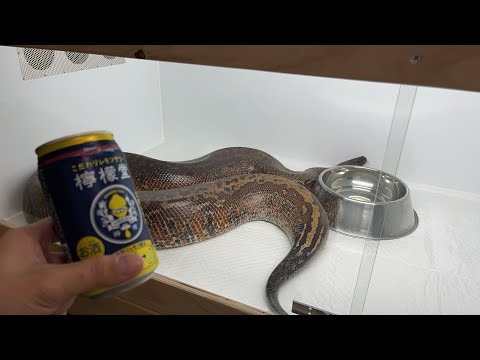 今年の予定とかの話とか(YouTube)
