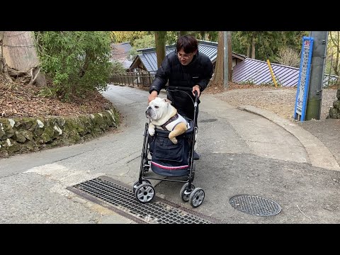 箱根駅伝に感化されたブルドッグとその家族の末路がこちら…(YouTube)
