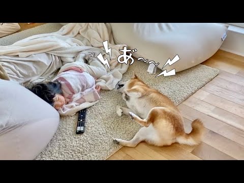 二度寝する娘にかまってもらえず文句を言い始める柴犬(YouTube)