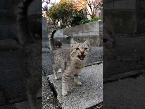 ナデナデされる為に手に頭突きしてくる野良猫が可愛過ぎる(YouTube)