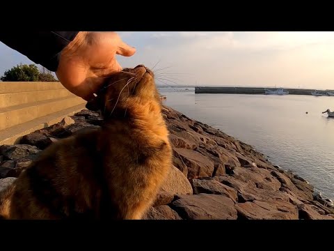 猫撫でられに防波堤に上ってきた(YouTube)