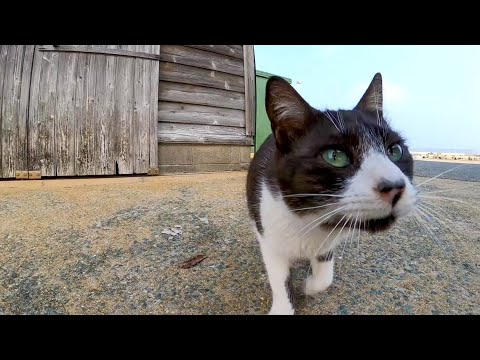 猫島でハチワレ子猫と漁港を散歩する(YouTube)