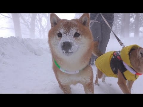 昨日を遥かに凌ぐラスボス級の寒波がこちら。(YouTube)