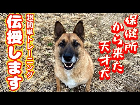 散歩でお悩みの飼い主様必見！コツコツの積重ねが自慢の愛犬へ大変身(YouTube)