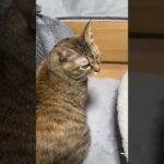 1匹だけご飯の時間に出遅れちゃった猫が…笑　#shorts(YouTube)