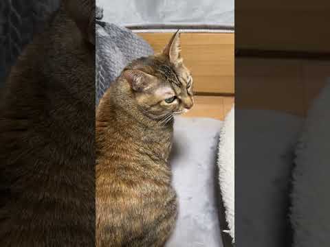 1匹だけご飯の時間に出遅れちゃった猫が…笑　#shorts(YouTube)