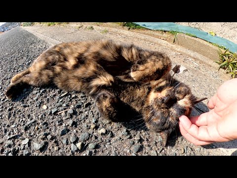 可愛い声で鳴きながらゴロンゴロンするサビ猫ちゃん(YouTube)