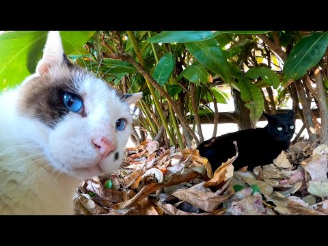 何か会話してる猫二人組(YouTube)