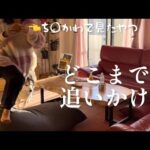 かるめ焼きを持ちし姉を地の果てまで追いかけるシベリアンハスキー、最後はママの指を処す。(YouTube)
