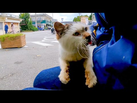 駐車場にいた猫を撫でると喜んで膝の上に乗ってきた(YouTube)
