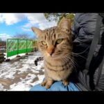 キジトラ猫が雪を避けて手すりを歩き、人間のひざの上で温まる(YouTube)