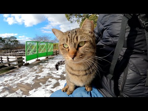 キジトラ猫が雪を避けて手すりを歩き、人間のひざの上で温まる(YouTube)