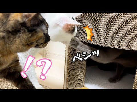 珍しくハムちゃんが荒ぶりまくって攻撃しまくってます…！(YouTube)