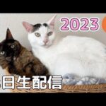 あけましておめでとう生配信🐰🐱(YouTube)