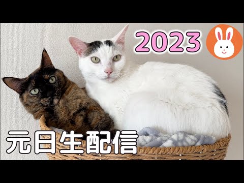 あけましておめでとう生配信🐰🐱(YouTube)