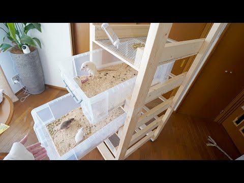 70匹の蛇たちの自給自足を加速させるためにラット養殖施設を作ります(YouTube)