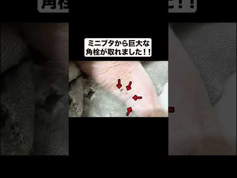 【衝撃】ミニブタから巨大な角栓が取れました！#shorts(YouTube)