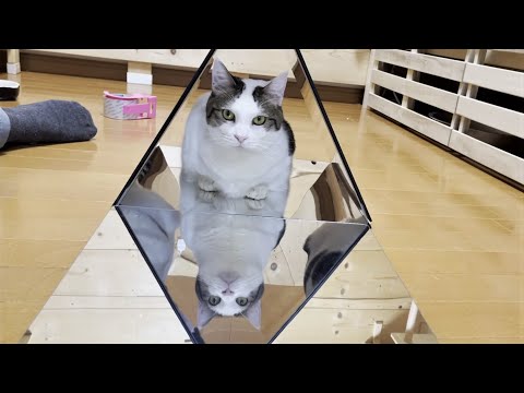 合わせ鏡の中に豆大福がいっぱいです(YouTube)
