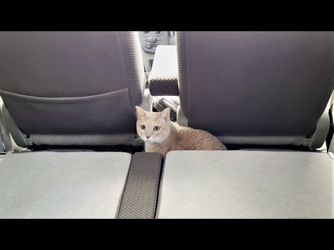 車内でお父さんと二人きりになる猫(YouTube)