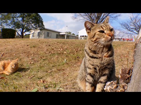 公園の芝生でノンビリ休む野良猫を撫でる(YouTube)