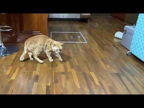 こんばんわ(YouTube)
